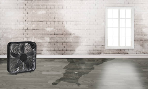Best Water damage restoration near me  in Cordova, AK